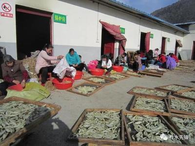 柞水縣紅巖寺鎮 黨建引領，社區工廠助力脫貧，中藥材產業煥發新活力